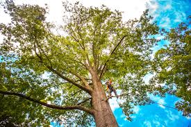 Best Emergency Tree Removal  in Point Pleasant Beach, NJ