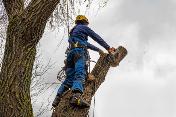 Best Tree Maintenance Programs  in Point Pleasant Beach, NJ