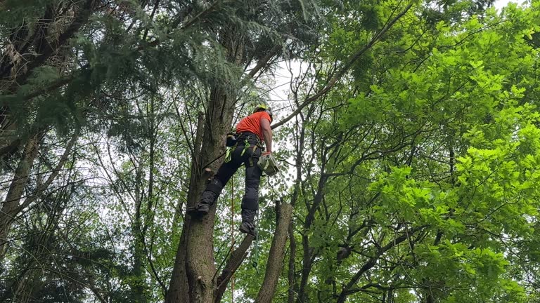 Best Palm Tree Trimming  in Point Pleasant Beach, NJ