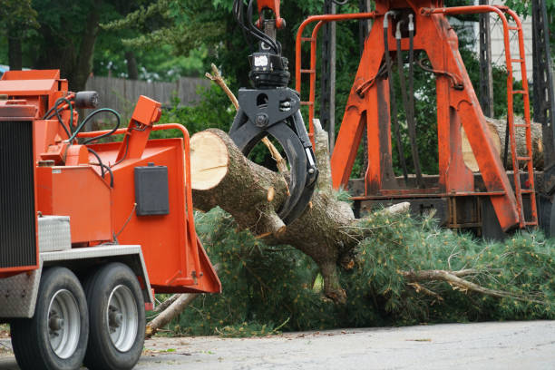 Best Commercial Tree Services  in Point Pleasant Beach, NJ