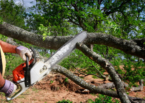 Best Lawn Maintenance Plans  in Point Pleasant Beach, NJ